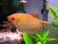 Gepunkteter Fadenfischh / Trichogaster trichopterus