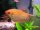 Gepunkteter Fadenfischh / Trichogaster trichopterus