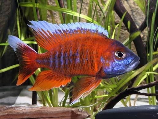Feenbuntbarsch / Aulonocara jacobfreibergi