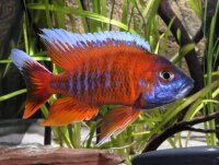 Feenbuntbarsch / Aulonocara jacobfreibergi