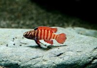 Blaubarsch "Black Tiger" / Dario Hysginon