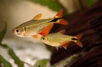 Rautenflecksalmler "Albino" / Hyphessobrycon...
