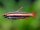 Purpurziersalmler / Nannostomus mortenthaleri