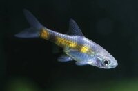 Fleckenbarbe / Pethia gelius