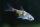 Fleckenbarbe / Pethia gelius