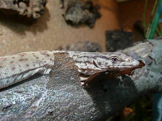Gillens Zwergwaran / Varanus gilleni