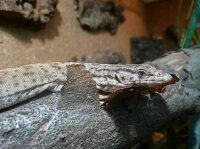 Gillens Zwergwaran / Varanus gilleni