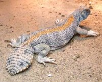Oman Dornschwanzagamen / Uromastyx thomasi