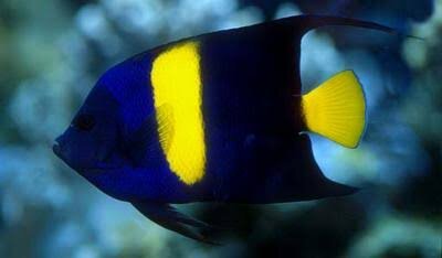 Hlabmond Kaiserfisch / Pomacanthus asfur