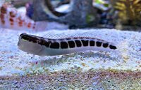 Gestreifter Schleimfisch / Ecsenius lineatus
