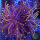 Fackelkoralle"Black Panther" / Euphyllia glabrescens