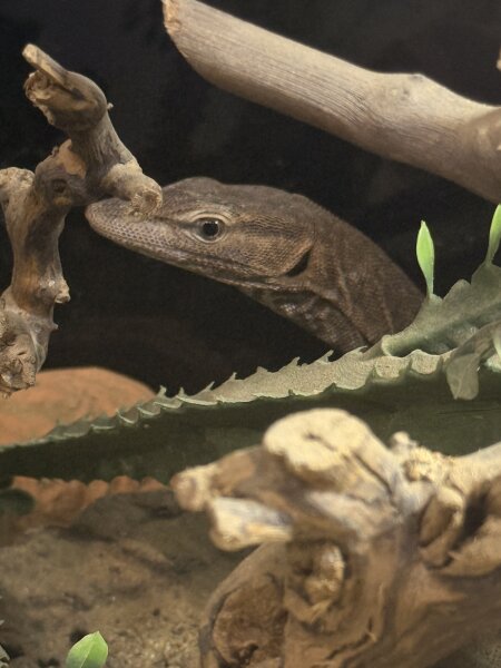 Trauerwaran / Varanus tristis tristis