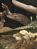 Trauerwaran / Varanus tristis tristis