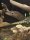 Trauerwaran / Varanus tristis tristis