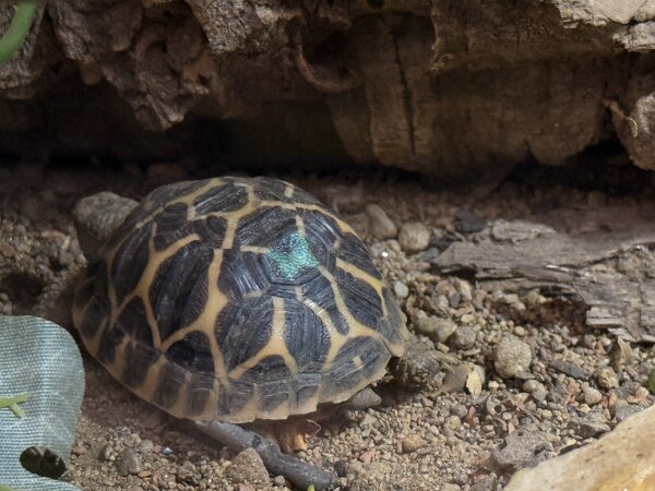 Indische Sternschildkröten / Geochleon elegans