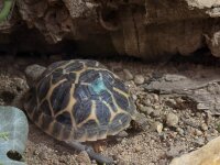 Indische Sternschildkröten / Geochleon elegans