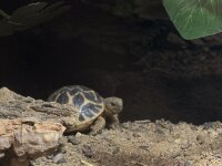 Indische Sternschildkröten / Geochleon elegans
