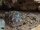 Indische Sternschildkröten / Geochleon elegans