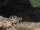 Indische Sternschildkröten / Geochleon elegans