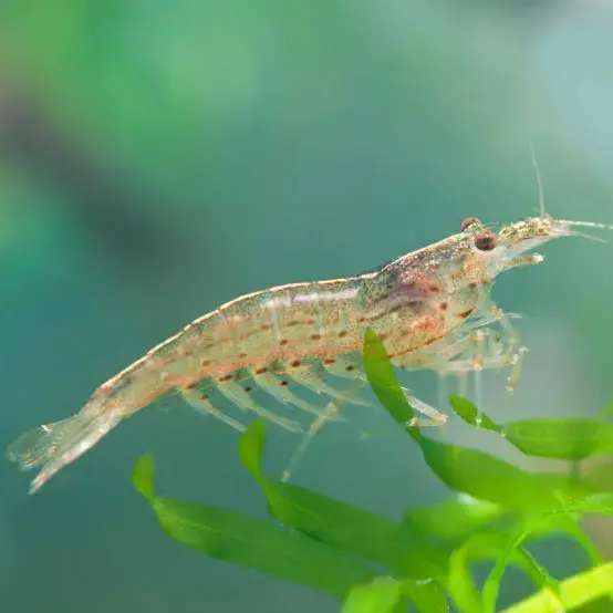 Algengarnele Amano-Garnele / Caridina multidentata