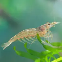 Algengarnele Amano-Garnele / Caridina multidentata
