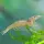 Algengarnele Amano-Garnele / Caridina multidentata