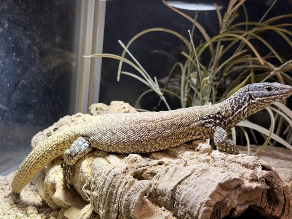 Stachelschwanzwaran / Varanus acanthurus