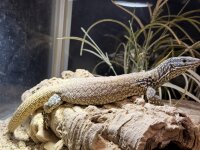 Stachelschwanzwaran / Varanus acanthurus