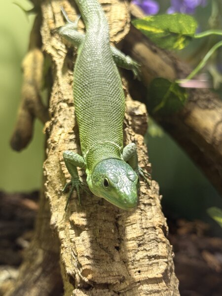 Grüne Baumeidechse / Gastropholis prasina