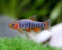 Querstreifen Zwergbärbling / Rasbora uropthalmoides