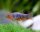 Querstreifen Zwergbärbling / Rasbora uropthalmoides