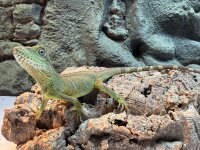 Grüne Wasseragame / Physignathus concincinus