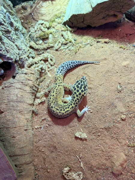 Leopardgecko - Normal / Eublepharis macularius *Designer Mix*