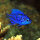 Springers Demoiselle / Chrysiptera springeri