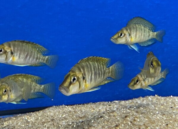 Nanderbuntbarsch schwarz / Altolamprologus calvus black pearl