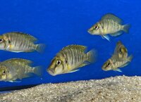 Nanderbuntbarsch schwarz / Altolamprologus calvus black...