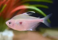 Fahnen Kirschflecksalmler / Hyphessobrycon erythrostigma
