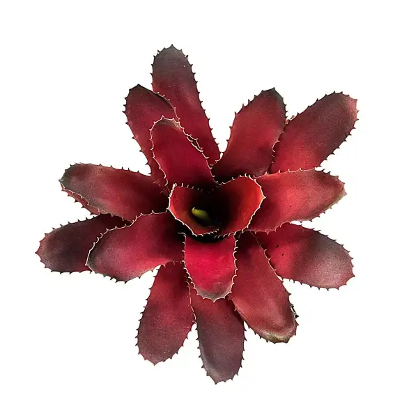 Bromelie Fireball