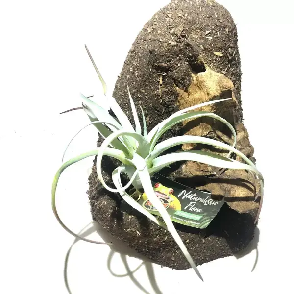 Tillandsia mit Luftwurzel