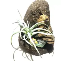 Tillandsia mit Luftwurzel