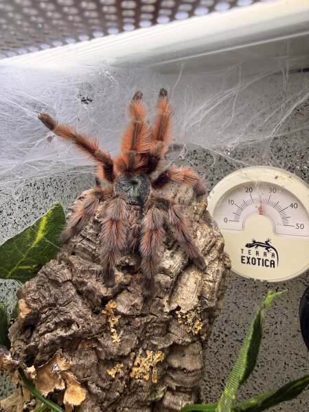 Caribena versicolor / Martinique-Baumvogelspinne