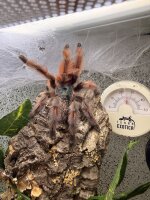 Caribena versicolor / Martinique-Baumvogelspinne