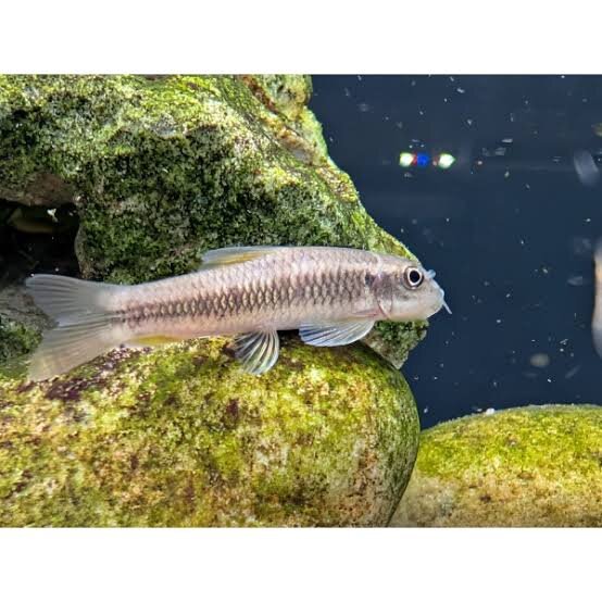 Garra ceylonensis / Sri Lanka Algenfresser