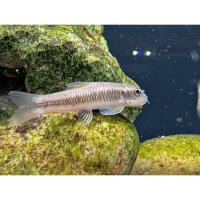 Garra ceylonensis / Sri Lanka Algenfresser