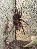 Davus pentaloris / Tiger Vogelspinne