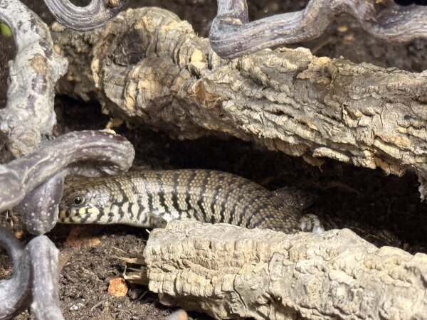 Kenia-Zebraskink / Trachylepis dichroma