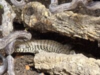 Kenia-Zebraskink / Trachylepis dichroma