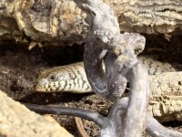 Kenia-Zebraskink / Trachylepis dichroma