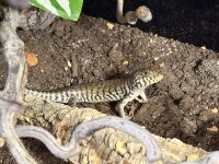 Kenia-Zebraskink / Trachylepis dichroma