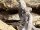 Kenia-Zebraskink / Trachylepis dichroma